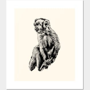 Tufted capuchin Posters and Art